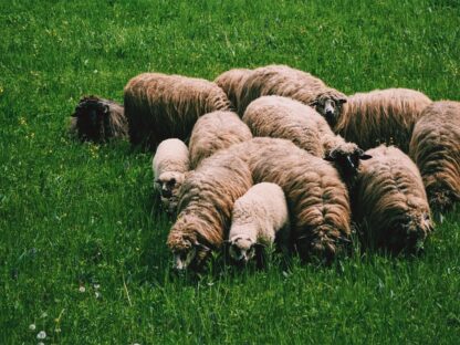 Sheep